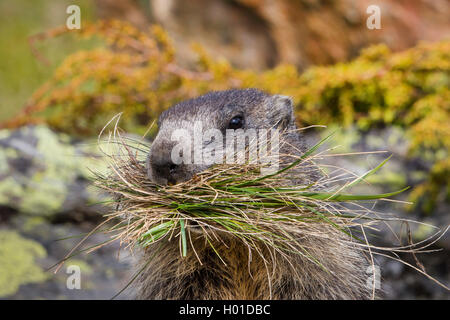 Alpine Murmeltier (Marmota marmota), steht auf einem Felsen mit gesammelten Gras in den Mund, Schweiz, Wallis Stockfoto