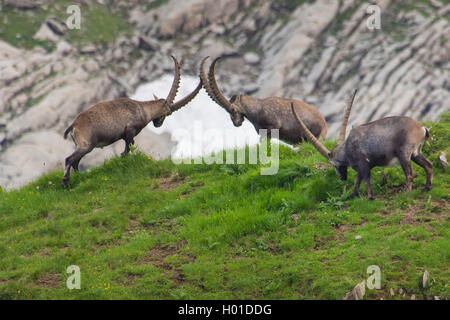 Alpensteinbock (Capra ibex, Capra ibex Ibex), zwei Steinböcke Holding ein Ranking Kampf in der Bergwelt, Schweiz, Alpstein, Säntis Stockfoto