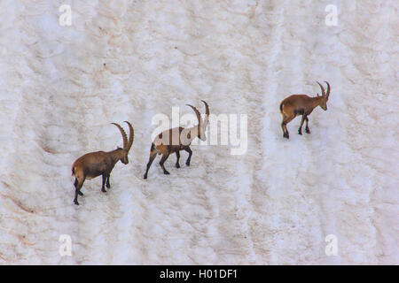 Alpensteinbock (Capra ibex, Capra ibex Ibex), drei Steinböcke einen steilen alten Schnee, Schweiz, Alpstein, Säntis Stockfoto