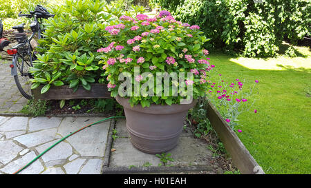 Garten Hortensien, spitze Kappe Hortensie (Hydrangea macrophylla), rosa blühende Hortensie in einem Container, Deutschland Stockfoto