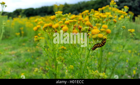 Zinnober Motte (Tyria jacobaeae, Thyria jacobaeae, Hipocrita jacobaeae), Caterpillar auf Common ragwort, Niederlande Stockfoto