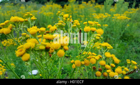 Zinnober Motte (Tyria jacobaeae, Thyria jacobaeae, Hipocrita jacobaeae), Raupen auf Common ragwort, Niederlande Stockfoto