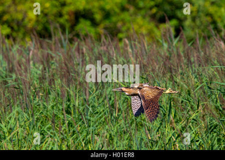 Eurasischen Rohrdommel (Botaurus stellaris), im Flug über cattail, Seitenansicht, Deutschland Stockfoto