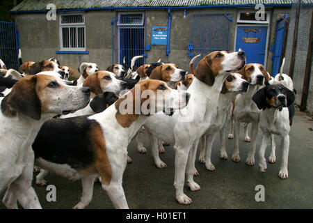 Die Blencathra Foxhounds, auch genannt John Peel Hunt, in ihren Zwingern in Threlkeld im englischen Lake District. Stockfoto