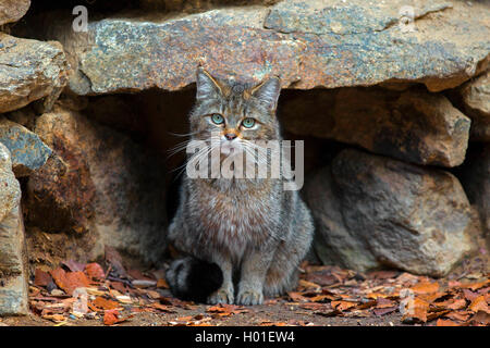 Europäische Wildkatze, Wald Wildkatze (Felis silvestris silvestris), unter einem Felsen, Vorderansicht, Deutschland, Bayern, Nationalpark Bayerischer Wald Stockfoto