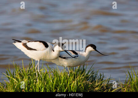 Pied Säbelschnäbler (Recurvirostra Avosetta), zwei Pied säbelschnäbler am Ufer, Deutschland Stockfoto