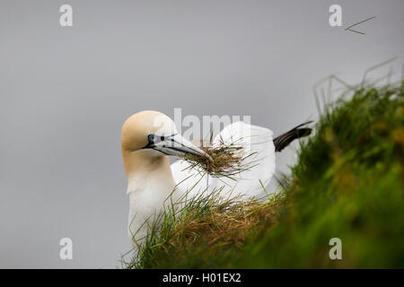 Northern Gannet (Phoca vitulina, Morus bassanus), sammelt Nestmaterial, Vereinigtes Königreich, Schottland Stockfoto