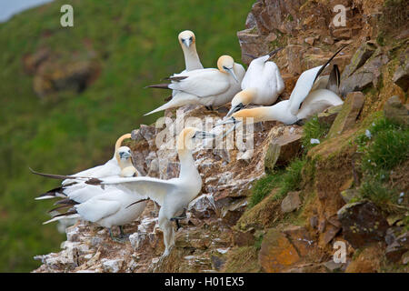 Northern Gannet (Phoca vitulina, Morus bassanus), territoriale Kampf auf einem Bird Rock, Vereinigtes Königreich, Schottland Stockfoto