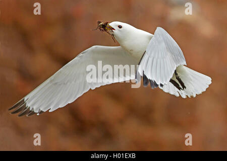 Schwarz-legged Dreizehenmöwe (Rissa tridactyla, Larus tridactyla), nähert sich mit Nistmaterial in seiner Rechnung, Deutschland Stockfoto