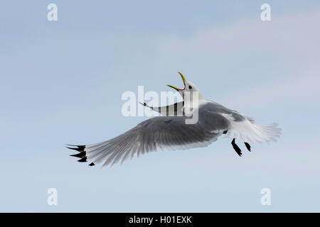 Schwarz-legged Dreizehenmöwe (Rissa tridactyla, Larus tridactyla), im Flug mit Bill öffnen, Vereinigtes Königreich, Schottland Stockfoto