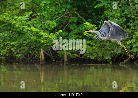 Graureiher (Ardea cinerea), ausgehend vom Wasser, Seitenansicht, Deutschland Stockfoto