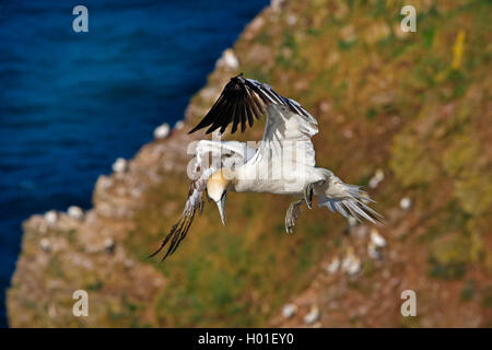 Northern Gannet (Phoca vitulina, Morus bassanus), nähern, Vereinigtes Königreich, Schottland Stockfoto