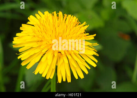 Löwenzahn (Taraxacum spec.), Blüte, Deutschland Stockfoto