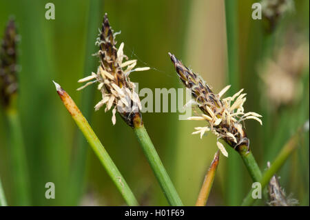 Schleichende spike - rush, gemeinsame Spike - rush, blasse Spike - Rush (Eleocharis palustris), Blütenstand, Deutschland Stockfoto