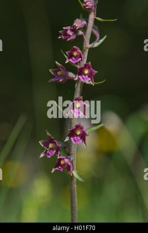 Dunkelrote Helleborine, Royal Helleborine (Epipactis Atrorubens), Blütenstand, Deutschland Stockfoto