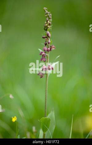 Dunkelrote Helleborine, Royal Helleborine (Epipactis Atrorubens), Blütenstand, Deutschland Stockfoto