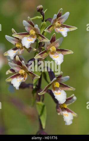 Marsh (helleborine Epipactis palustris), Blütenstand, Deutschland Stockfoto