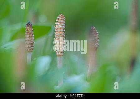 Ackerschachtelhalm (Equisetum arvense), Kegel, Deutschland Stockfoto