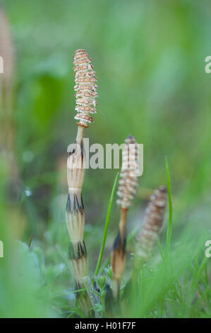 Ackerschachtelhalm (Equisetum arvense), Kegel, Deutschland Stockfoto