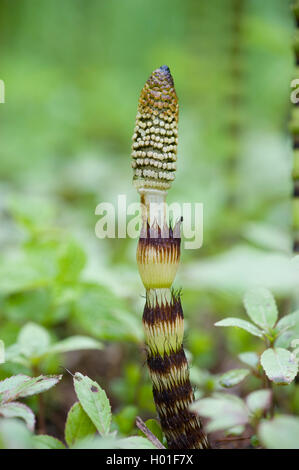 Große Ackerschachtelhalm (Equisetum telmateia, Equisetum telmateja, Equisetum maximum), sprießen mit Konus, Deutschland Stockfoto