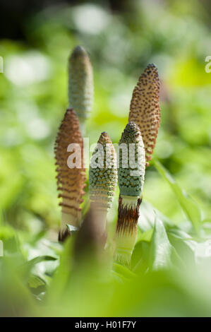 Große Ackerschachtelhalm (Equisetum telmateia, Equisetum telmateja, Equisetum maximum), Sprossen mit Kegeln, Deutschland Stockfoto