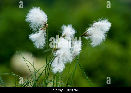 gemeinsamen Wollgras, Narrow-leaved Wollgras (Wollgras Angustifolium), Fruchtbildung, Deutschland Stockfoto