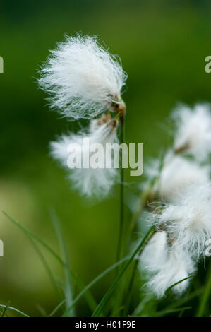 gemeinsamen Wollgras, Narrow-leaved Wollgras (Wollgras Angustifolium), Fruchtbildung, Deutschland Stockfoto