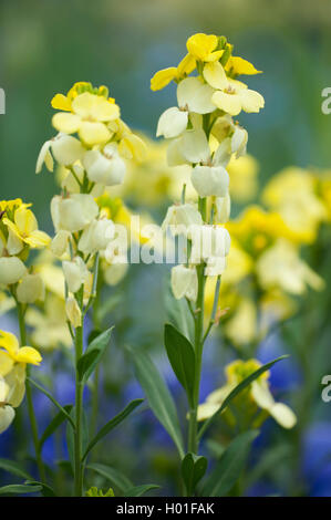 Wallflower (Cheiranthus Cheiri Primrose Dame, Erysimum cheiri Primrose Dame), Sorte Primrose Dame Stockfoto