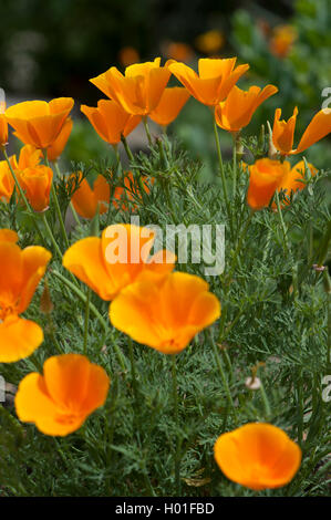 Kalifornischer Mohn, kalifornische Mohn, gold Mohn (Eschscholzia Californica), blühen Stockfoto