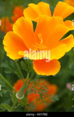 Kalifornischer Mohn, kalifornische Mohn, gold Mohn (Eschscholzia Californica), Blume Stockfoto