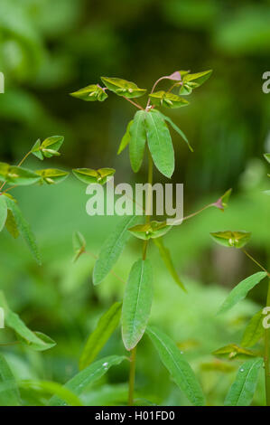 Wolfsmilch (Euphorbia Dulcis), Blütenstand, Deutschland Stockfoto