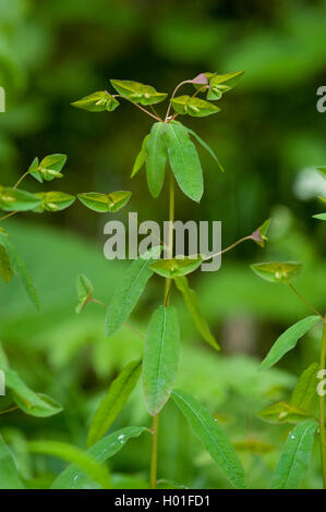 Wolfsmilch (Euphorbia Dulcis), Blütenstand, Deutschland Stockfoto