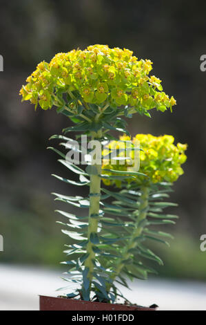 Schleichende Wolfsmilch, Esel Tail, Myrtle Wolfsmilch (Euphorbia Myrsinites), blühen Stockfoto