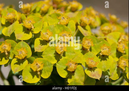 Schleichende Wolfsmilch, Esel Tail, Myrtle Wolfsmilch (Euphorbia Myrsinites), blühen Stockfoto