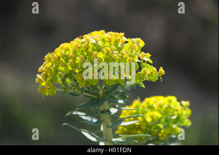 Schleichende Wolfsmilch, Esel Tail, Myrtle Wolfsmilch (Euphorbia Myrsinites), blühen Stockfoto