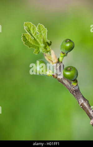 Essbare Feige, Feige, Feigenbaum (Ficus Carica), Zweig mit Blättern und jungen Früchte