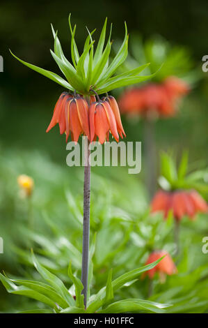 Crown imperial Lily (Fritillaria Imperialis), blühen Stockfoto