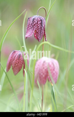 gemeinsamen Fritillary, Schlange-Kopf Fritillaria (Fritillaria Meleagris), blühen, Deutschland Stockfoto