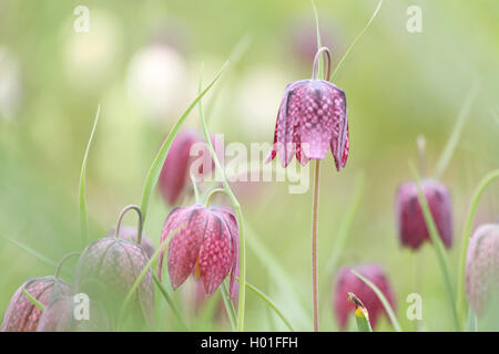 gemeinsamen Fritillary, Schlange-Kopf Fritillaria (Fritillaria Meleagris), blühen, Deutschland Stockfoto