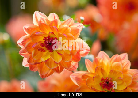 Georgina (Dahlia 'Pam Howden', Dahlie Pam Howden), Sorte Pam Howden Stockfoto