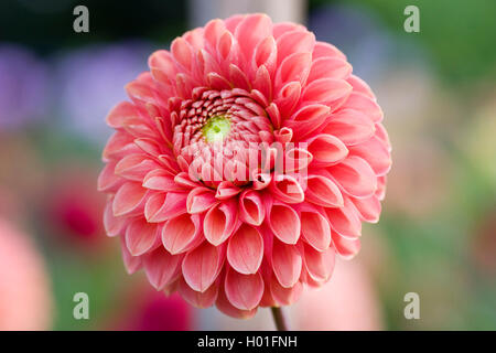 Georgina (Dahlie 'Jomanda', Dahlia Jomanda), Sorte Jomanda Stockfoto