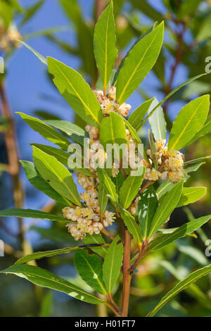 Süße bay Laurel, Lorbeer, süße Bay (Laurus nobilis), blühender Zweig Stockfoto