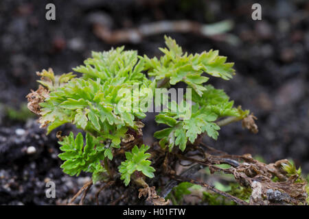 Featherfew, Mutterkraut, Feder- blatt Rainfarn (Tanacetum parthenium, Chrysanthemum parthenium), Junge Blätter, Deutschland Stockfoto