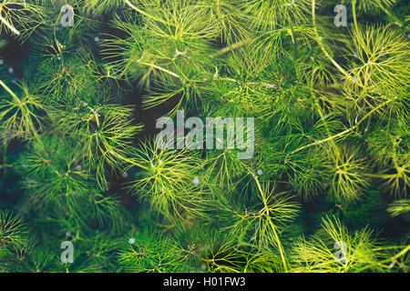 Gemeinsame Hornblatt, starre Hornblatt (Ceratophyllum demersum), Blätter, Deutschland Stockfoto