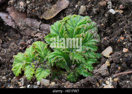 Riesenbärenklau (Heracleum mantegazzianum), Junge Blätter, Deutschland Stockfoto