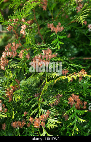 Rot-Zeder (Thuja Plicata), Zweig mit Zapfen Stockfoto