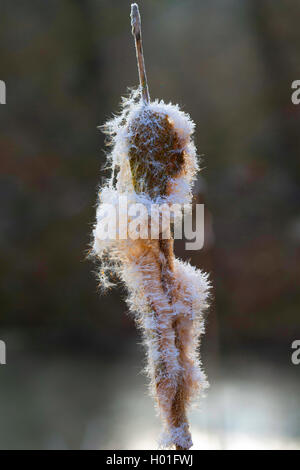 gemeinsamen Rohrkolben, breitblättrigen Rohrkolben, breitblättrigen Katze-Tail, große Reedmace, Rohrkolben (Typha Latifolia), Spadices mit Samen, Deutschland Stockfoto