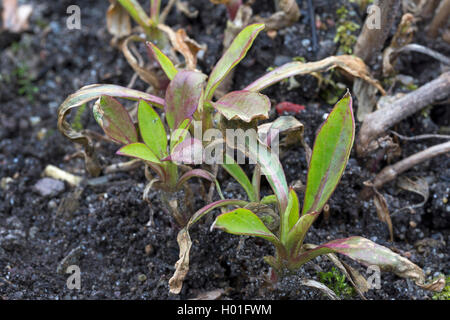 Red Valerian, Baldrian, Bart des Jupiter, Stirnrad Baldrian (Centranthus ruber), junge Blätter Stockfoto