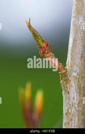 Schwarze Pappel, balm in Gilead, schwarze Pappel (Populus nigra), schießen Bud, Deutschland Stockfoto