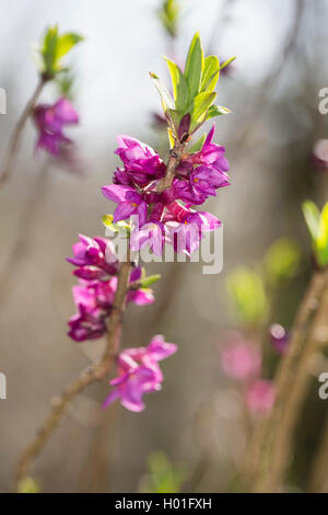 Seidelbast, Februar Daphne (Daphne Mezereum), blühenden Zweig, Deutschland Stockfoto